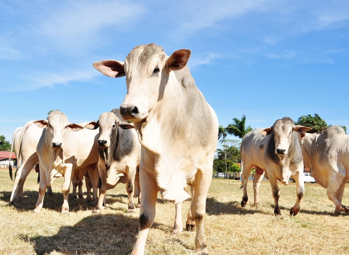 Exportações do agro mineiro somam US$ 5,8 bilhões no 1º quadrimestre do ano