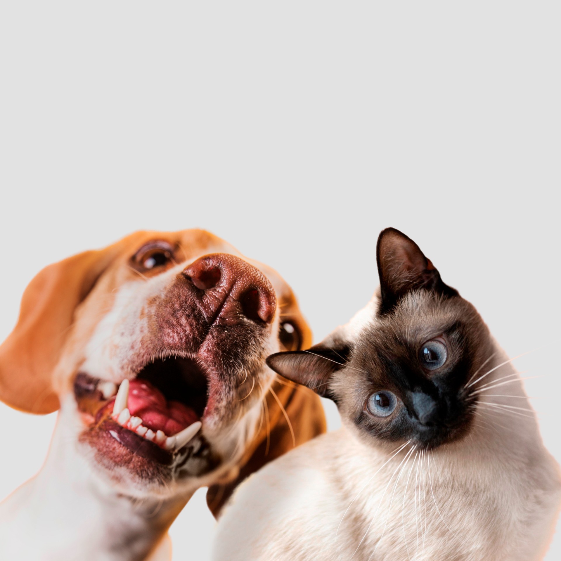 Carneirinho abre cadastro para castração gratuita de cães e gatos
