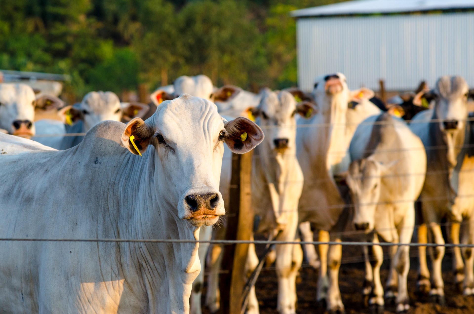 Como o El Niño vai impactar a produção pecuária no Brasil?