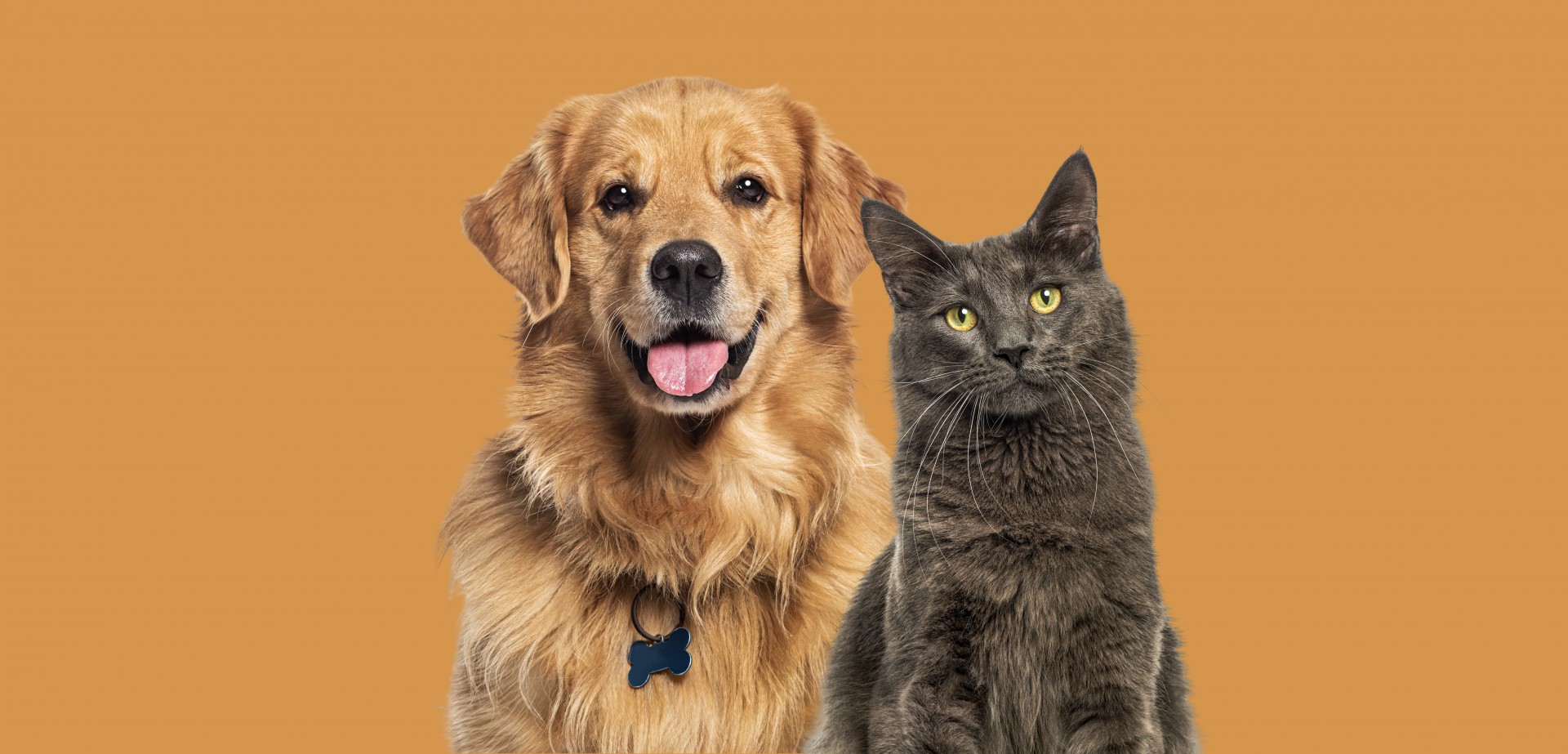 Castração de cães e gatos chega aos distritos de Carneirinho