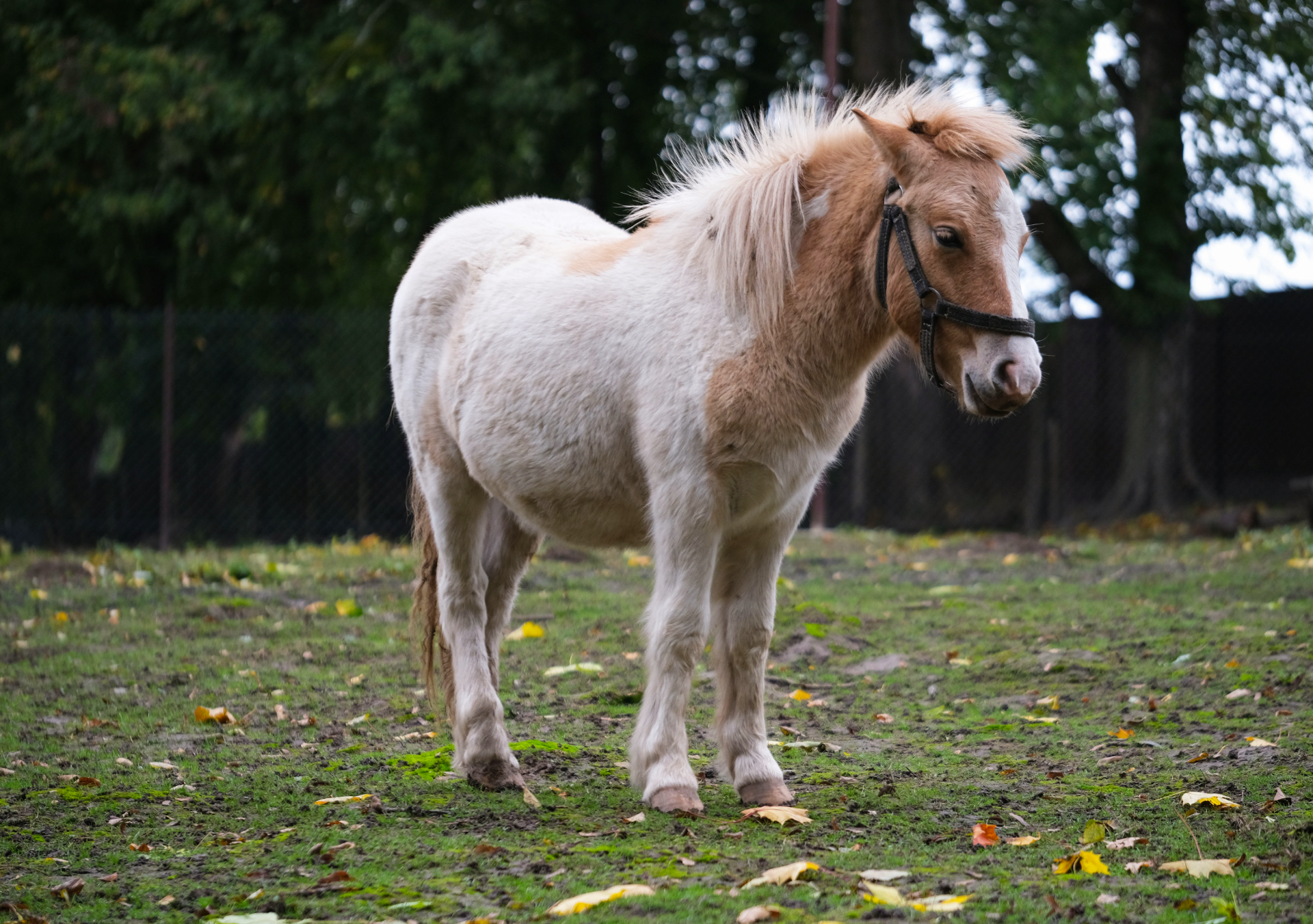 Mini-horse vira febre nas redes e movimenta mercado de "minipecuária" no Brasil