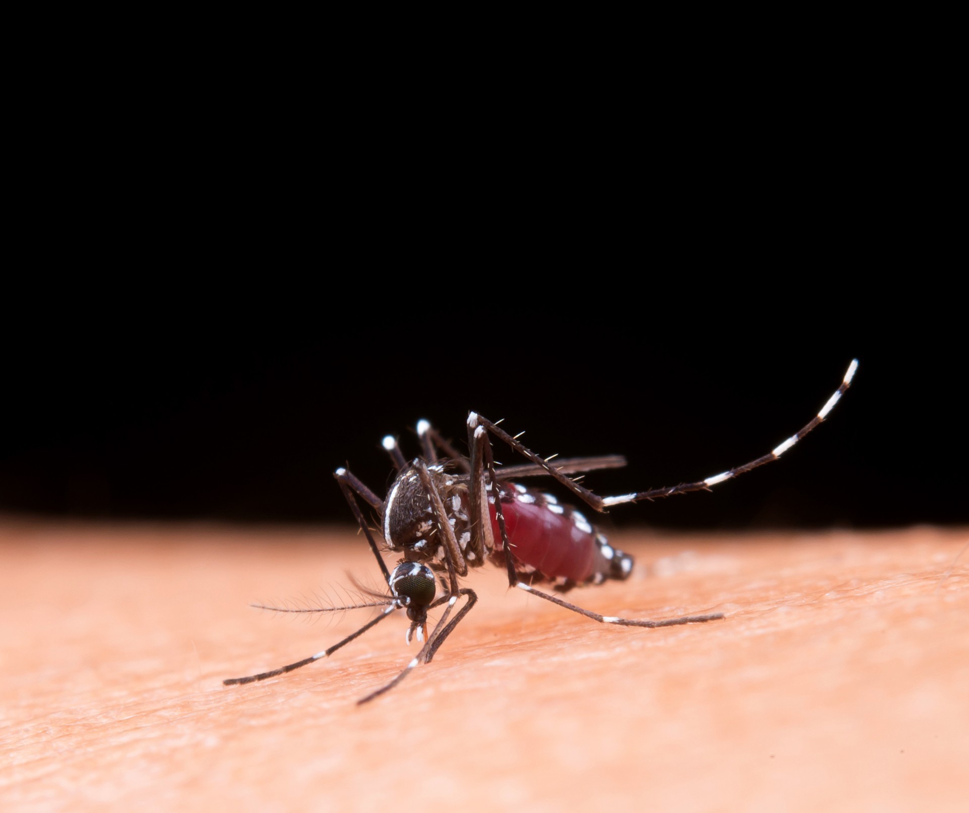 São Francisco de Sales: levantamento aponta baixo risco para dengue