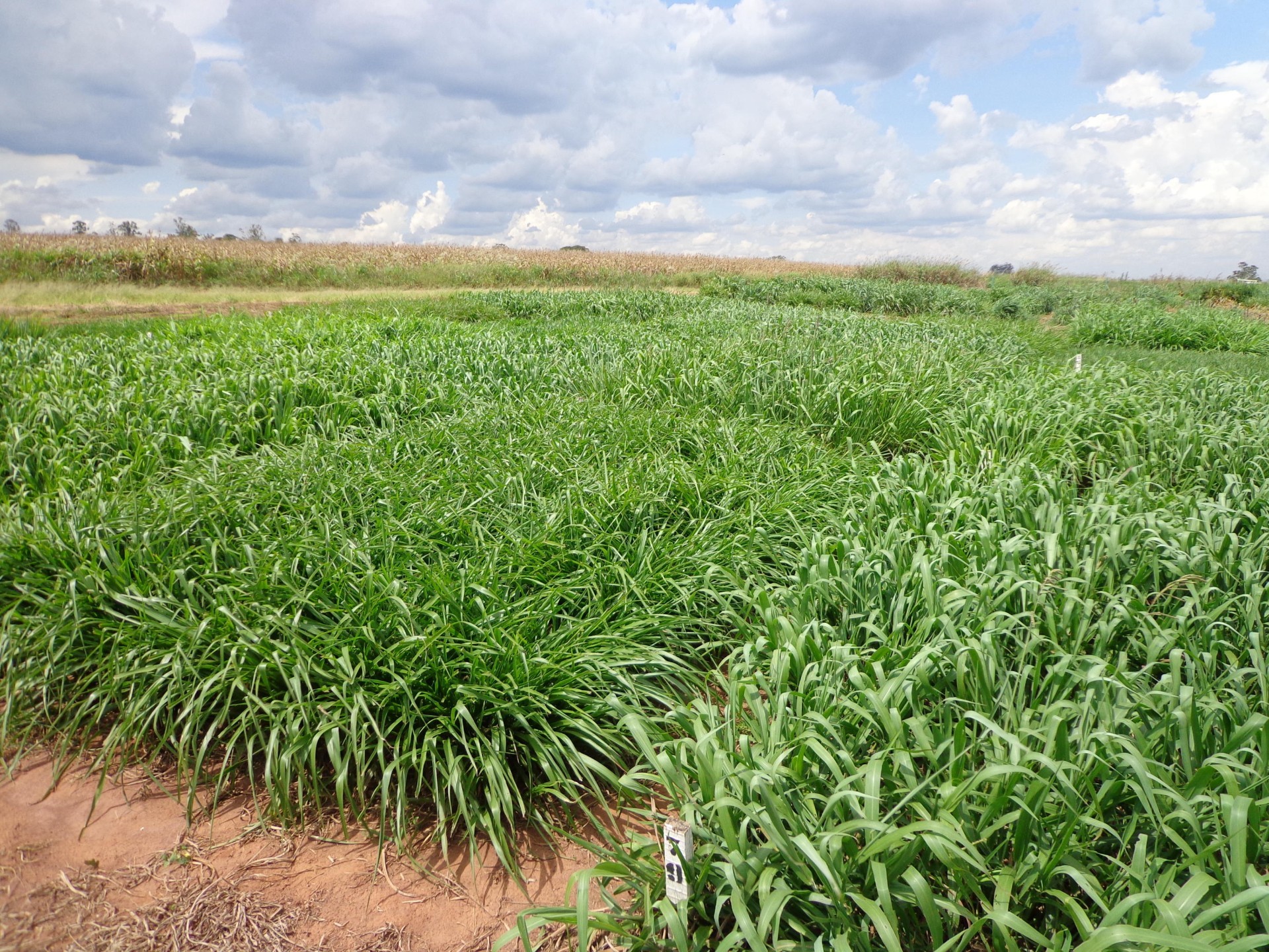 Forrageiras: o investimento mais estratégico para agricultura moderna