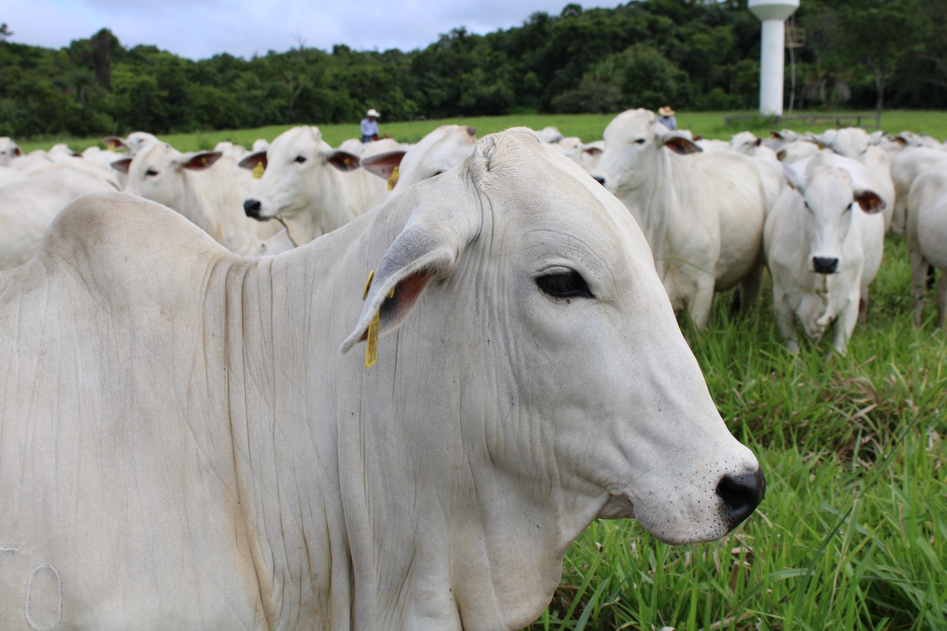 União Europeia veta compra de carne brasileira a partir de setembro