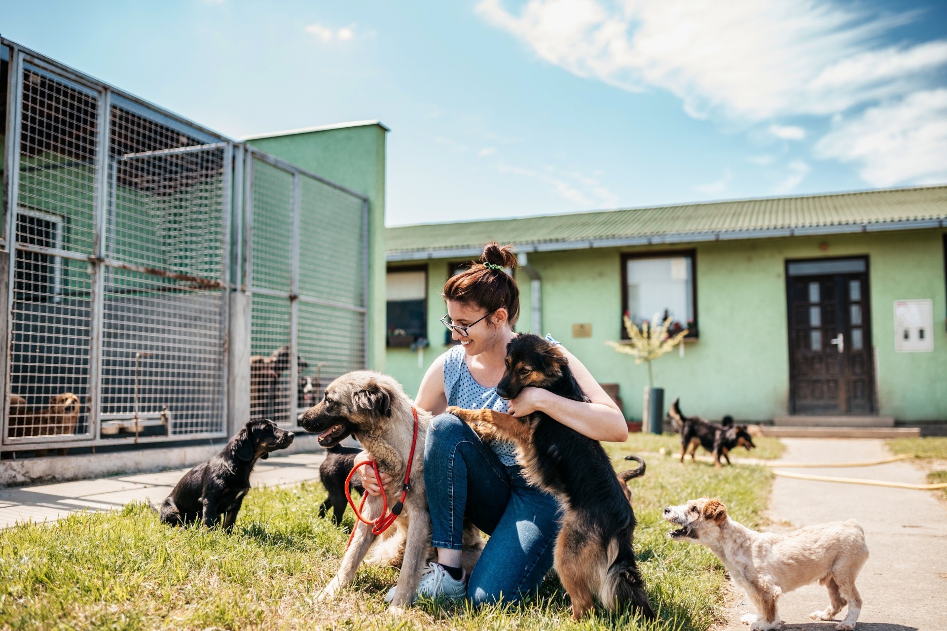 Feira de adoção de cães acontece neste sábado (8/8) em Iturama