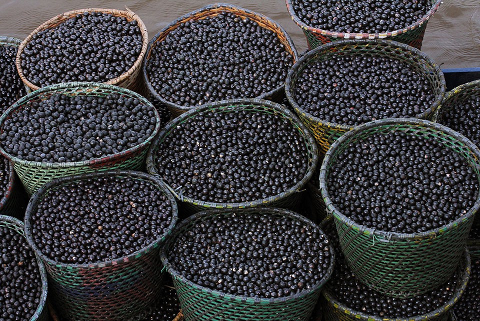 Nanofertilizante produzido com caroço de açaí estimula crescimento de milho e sorgo