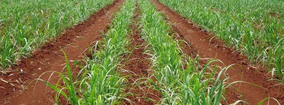 Minas Gerais deve registrar safra recorde de cana-de-açúcar