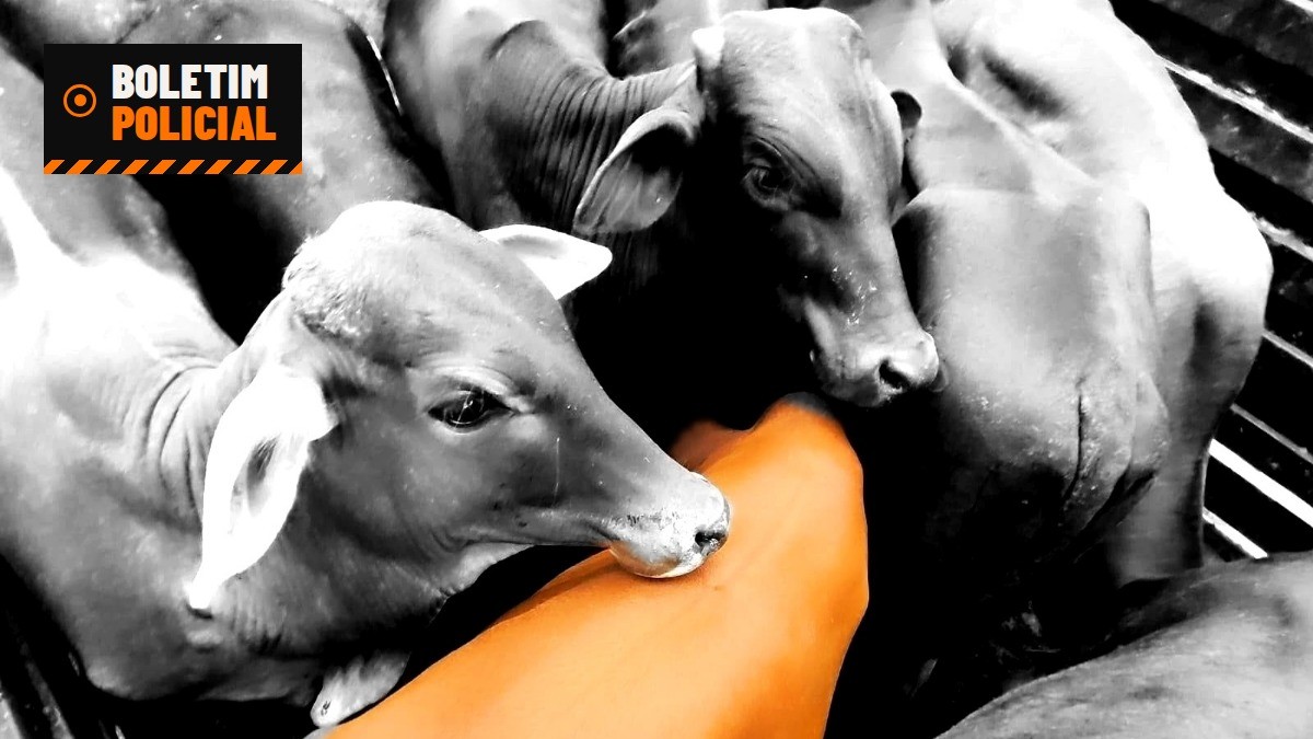 PM intercepta caminhão com 14 cabeças de gado furtadas na zona rural de Campina Verde